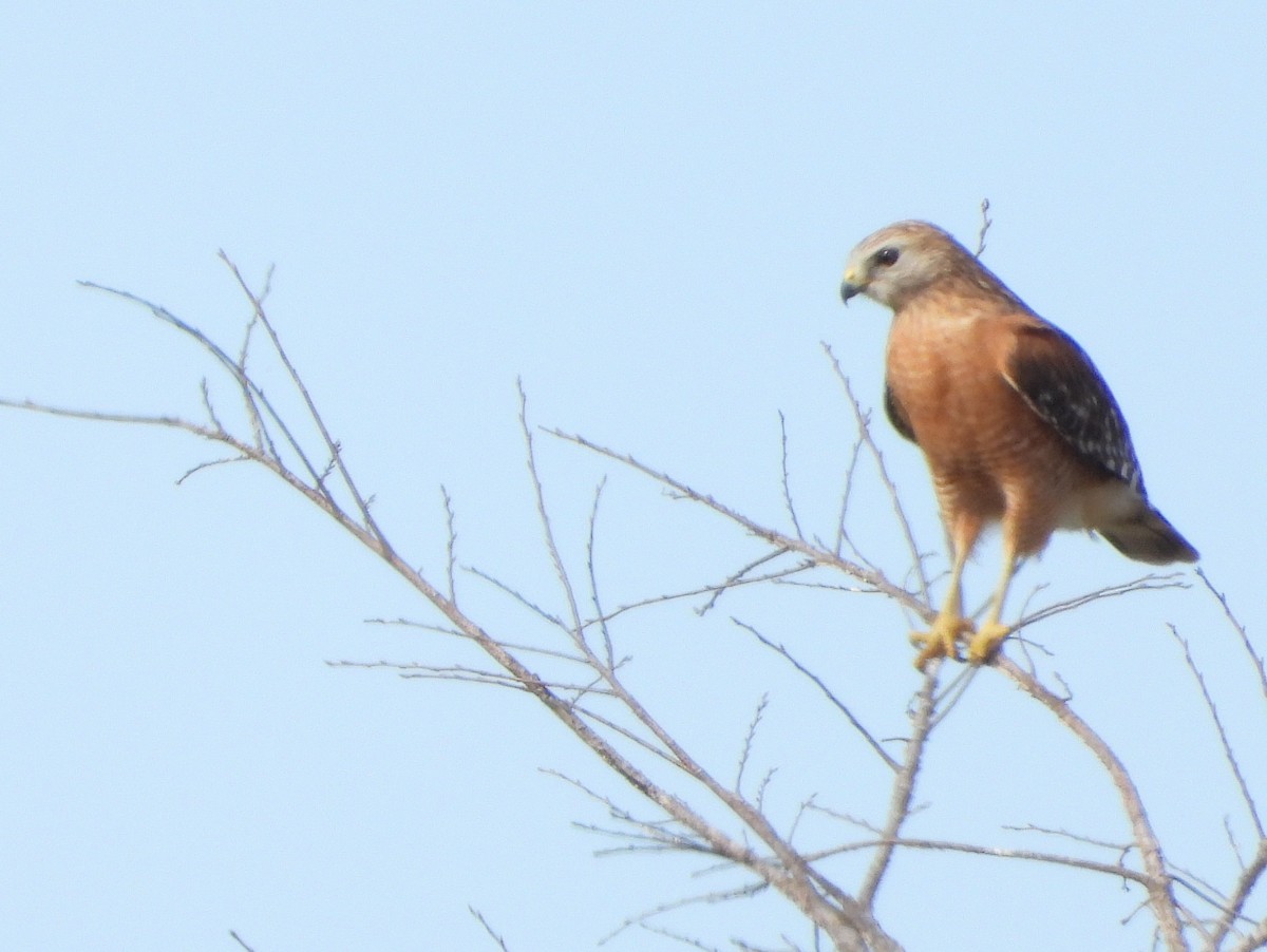 Red-shouldered Hawk - ML612932198