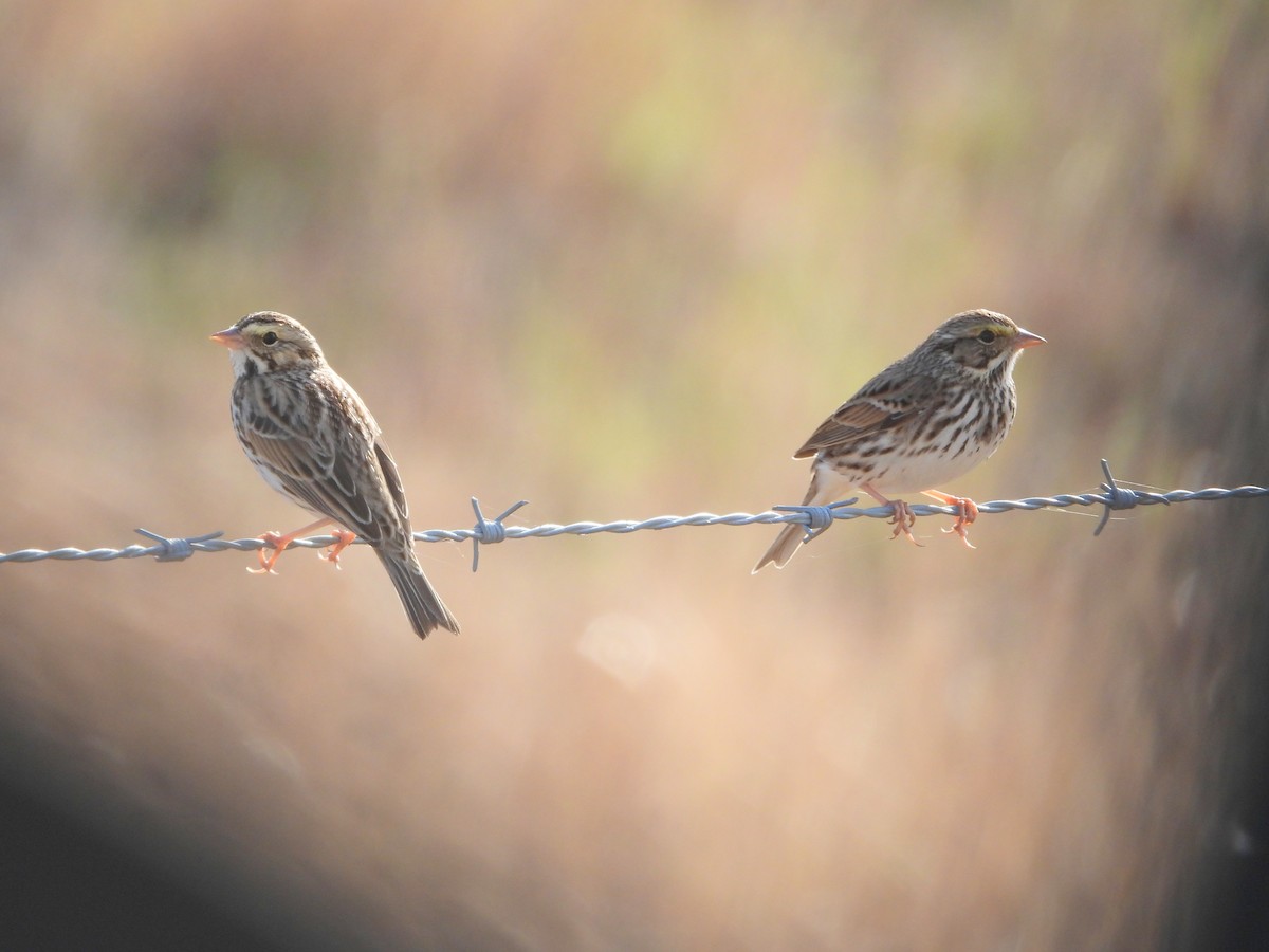 Savannah Sparrow - J & C Miles