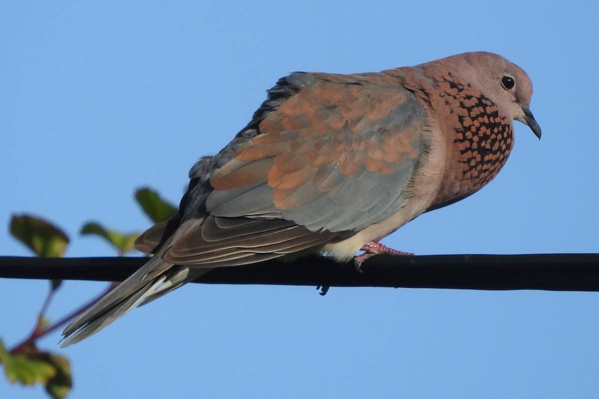 Laughing Dove - ML612932280