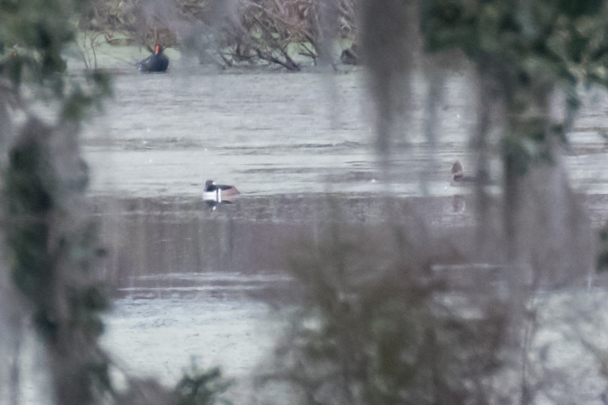 Hooded Merganser - ML612932359