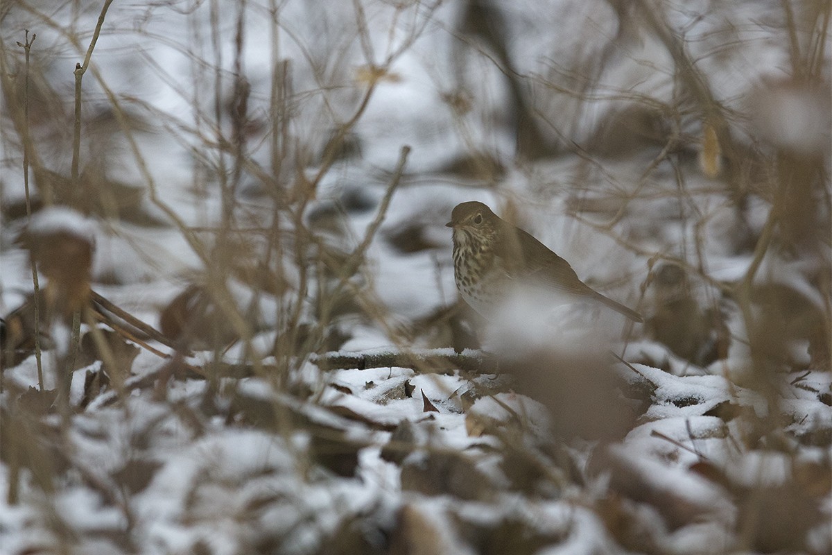 Hermit Thrush - Stefan Minnig