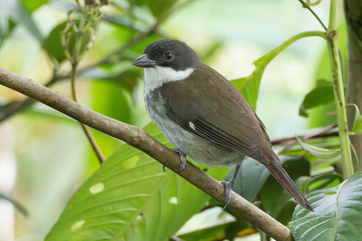 Puerto Rican Tanager - ML612932381