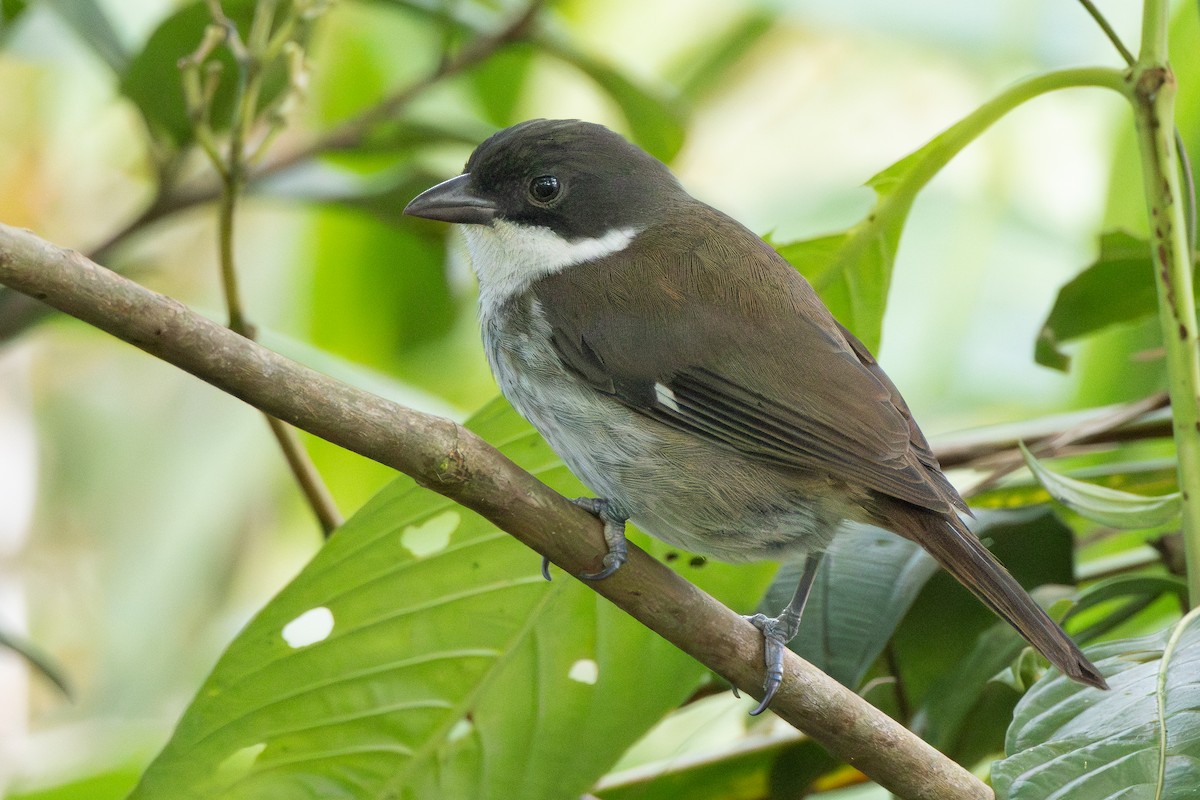 Puerto Rican Tanager - ML612932383