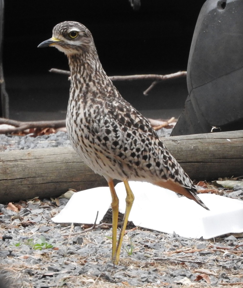 Spotted Thick-knee - ML612932398