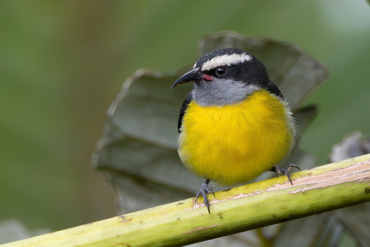 Bananaquit - Alex Pellegrini