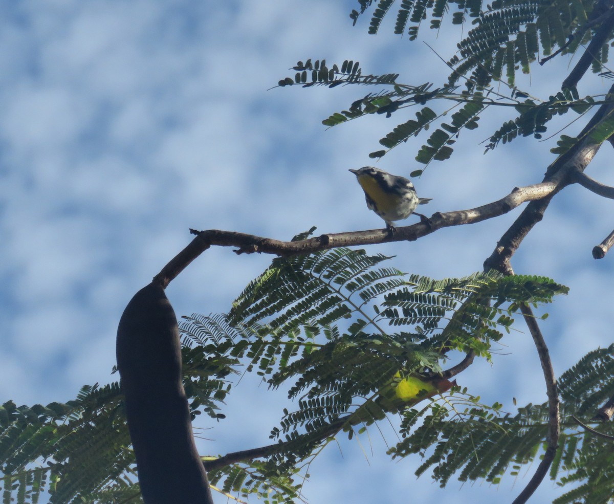 Yellow-throated Warbler - ML612932447