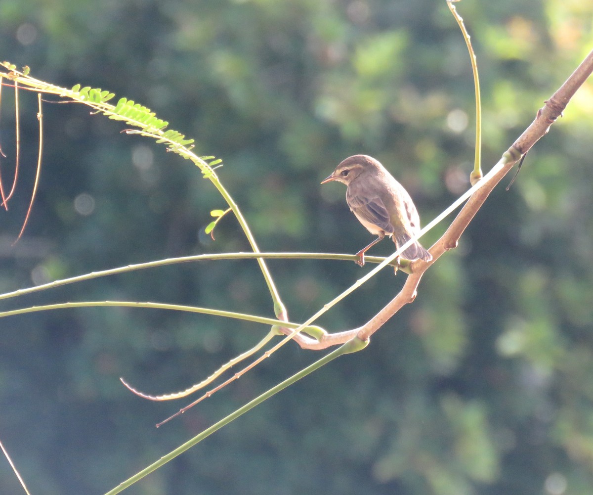 Palm Warbler - ML612932478