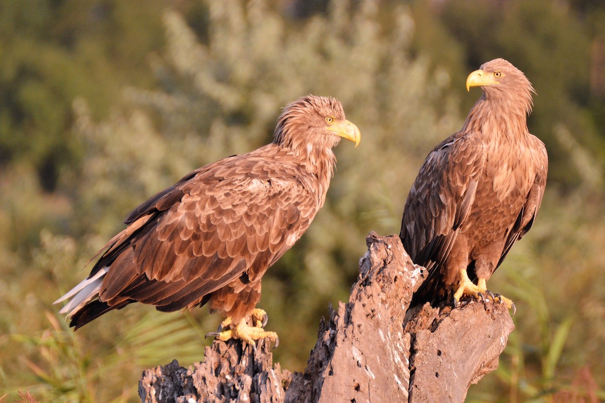 White-tailed Eagle - Ross Doughty