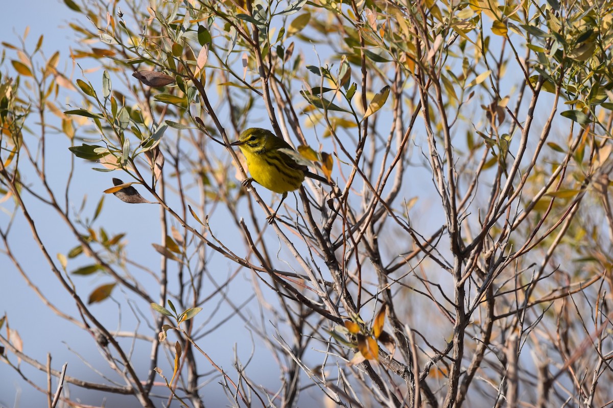 Prairie Warbler - ML612932504
