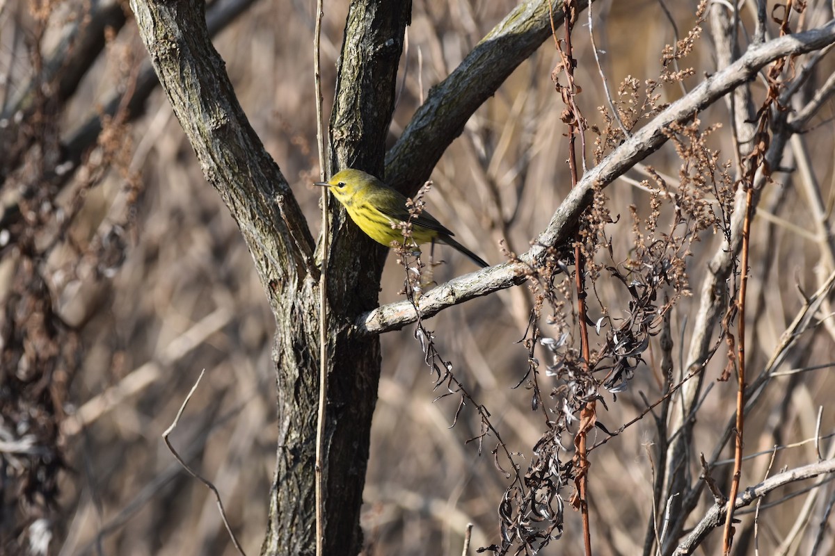 Prairie Warbler - ML612932505