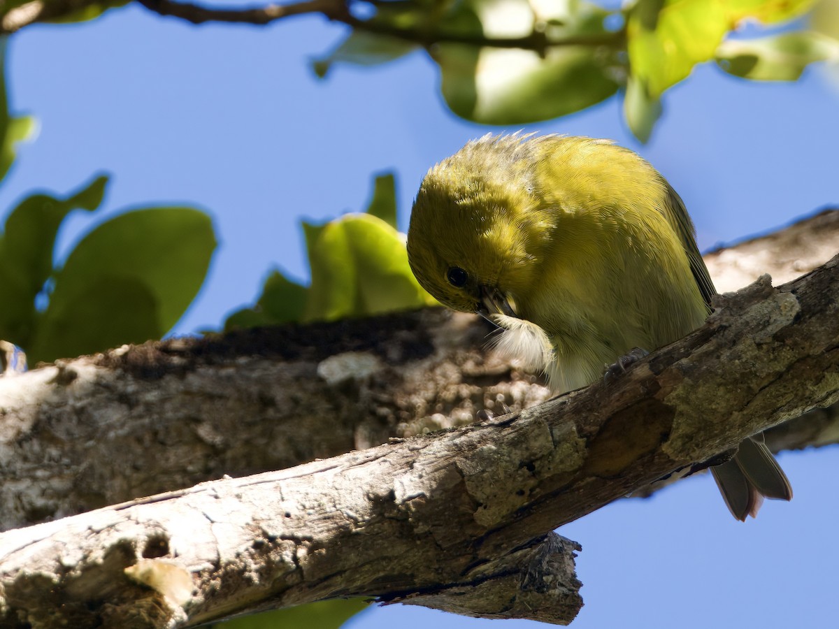Kauai-Amakihikleidervogel - ML612932537