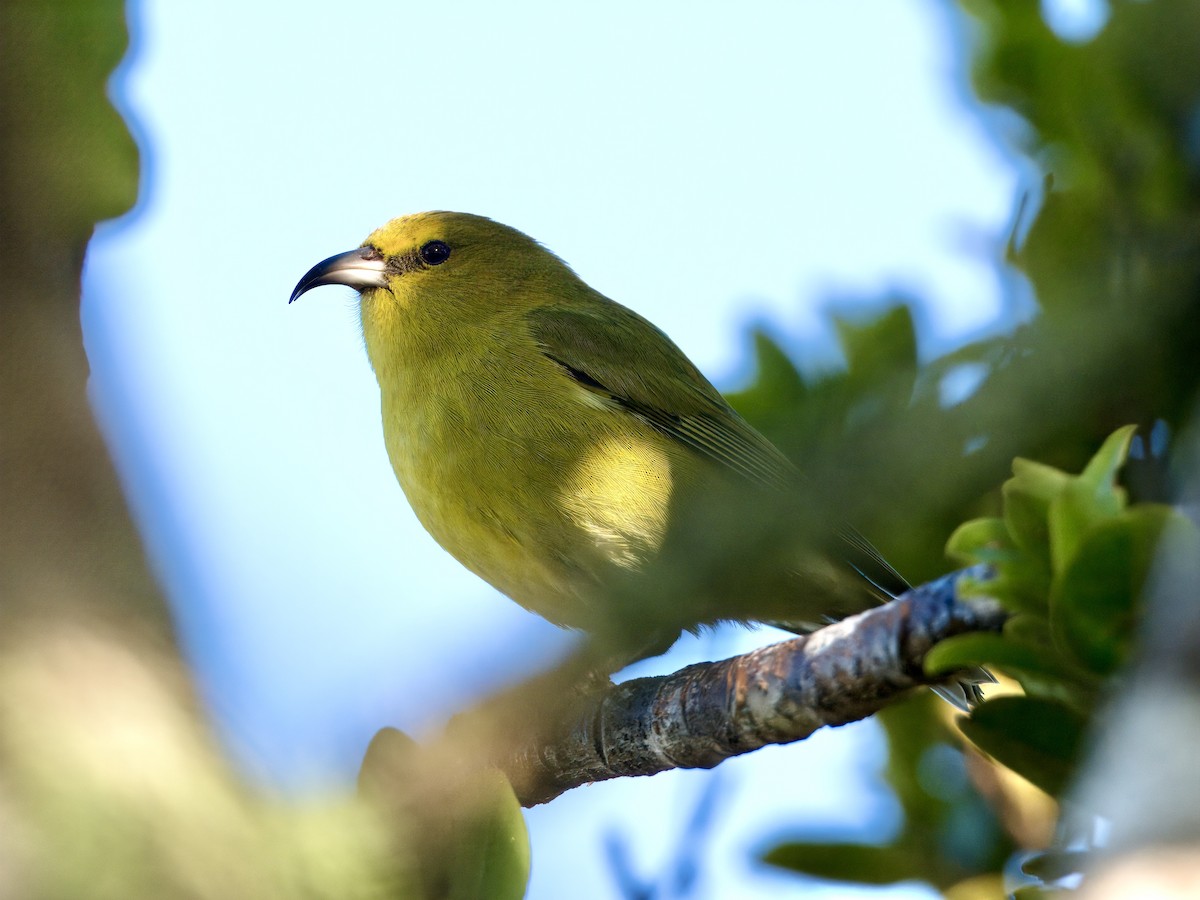 Kauai-Amakihikleidervogel - ML612932538