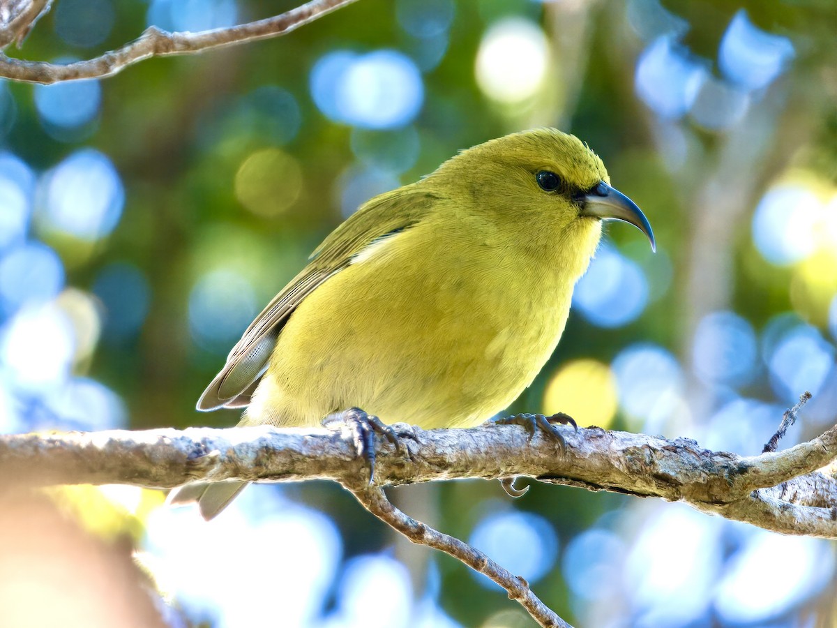 Kauai Amakihi - Bobby Wilcox | Rockjumper Birding Tours