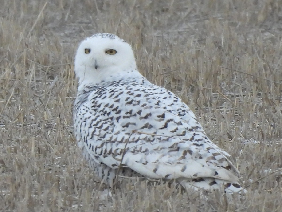 Snowy Owl - ML612932562