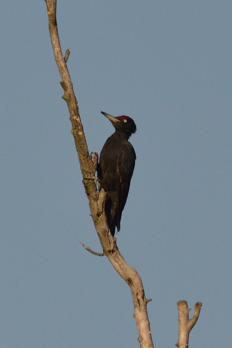 Black Woodpecker - Ross Doughty