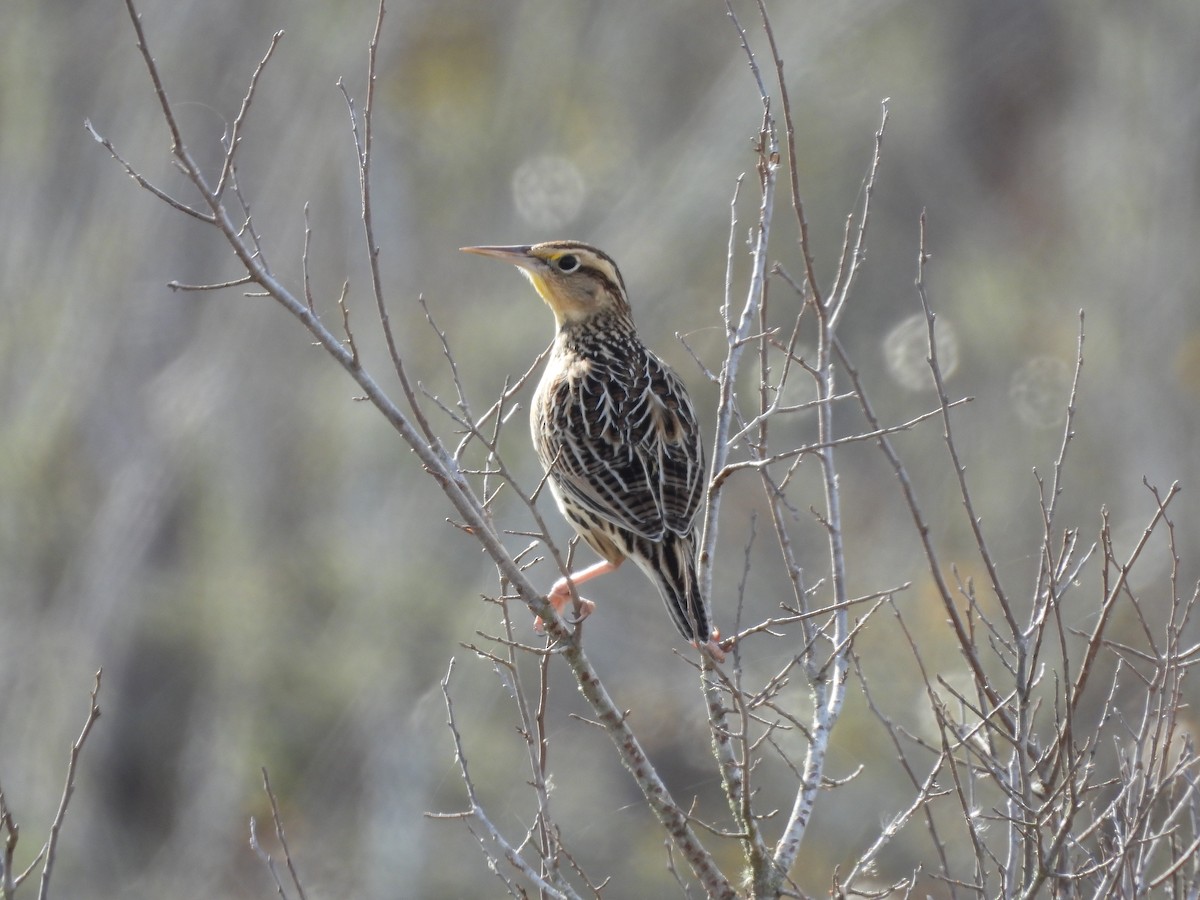 Eastern Meadowlark - J & C Miles