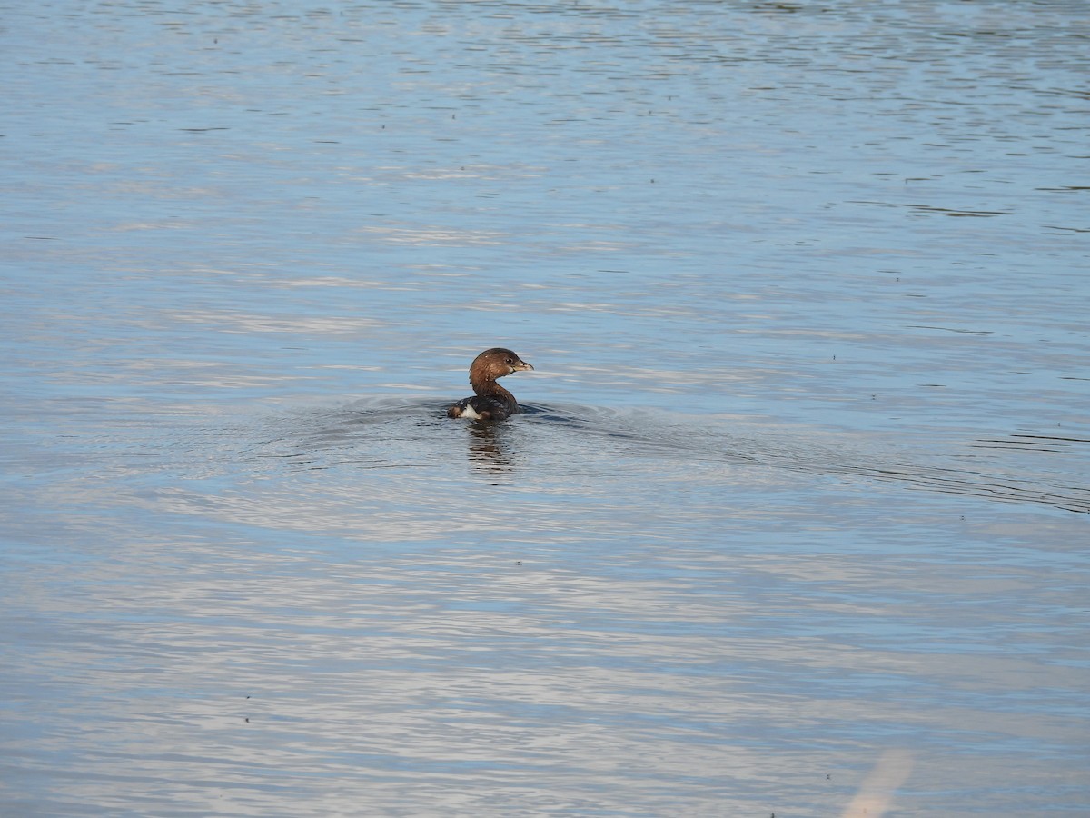 Pied-billed Grebe - J & C Miles