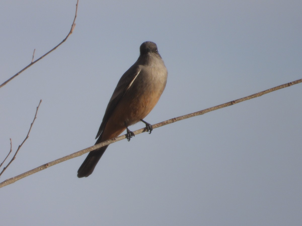 Say's Phoebe - ML612932685