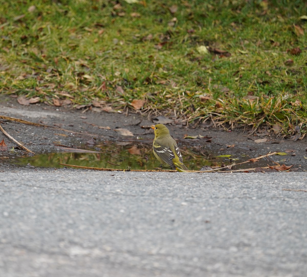 Western Tanager - ML612932758