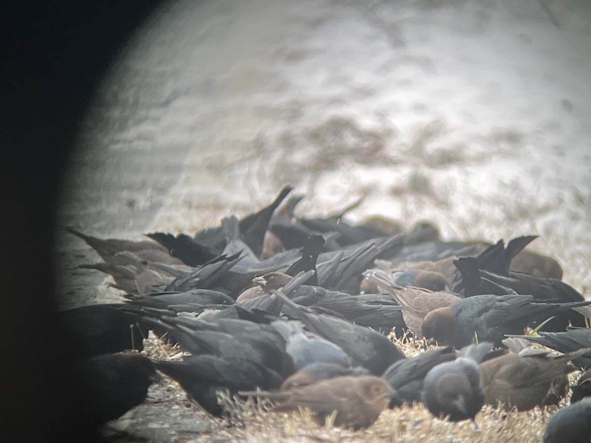 Brown-headed Cowbird - David Pryor