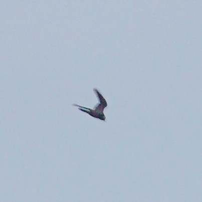 Short-tailed Nighthawk - ML612932885