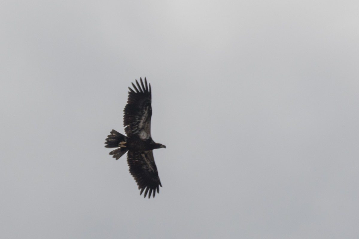 Bald Eagle - ML612932919