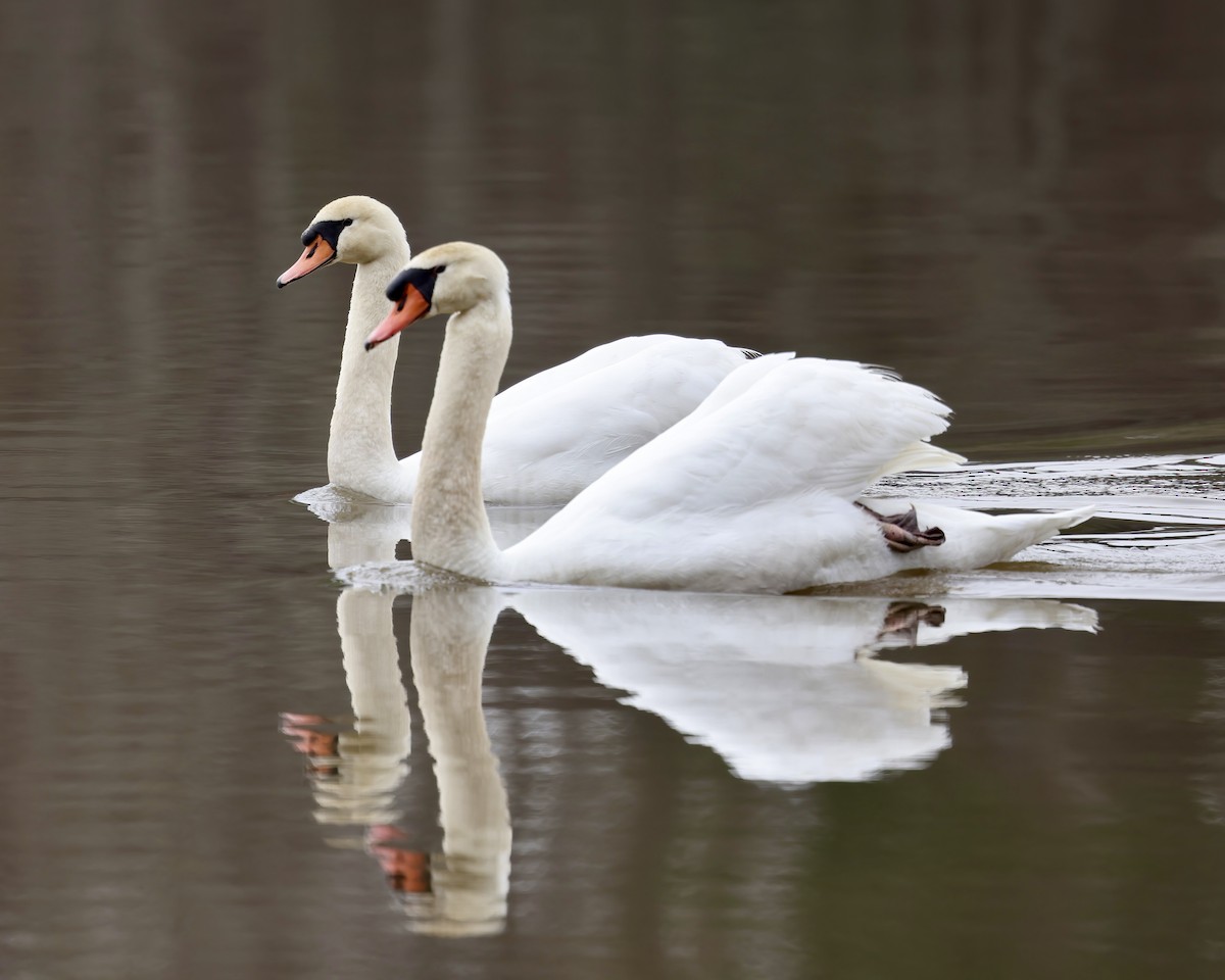 Mute Swan - ML612932928