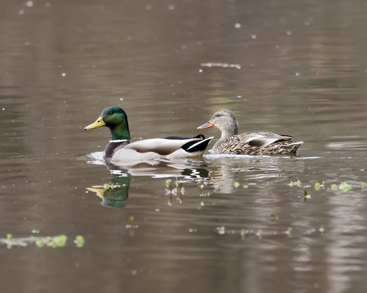 Mallard - ML612932939
