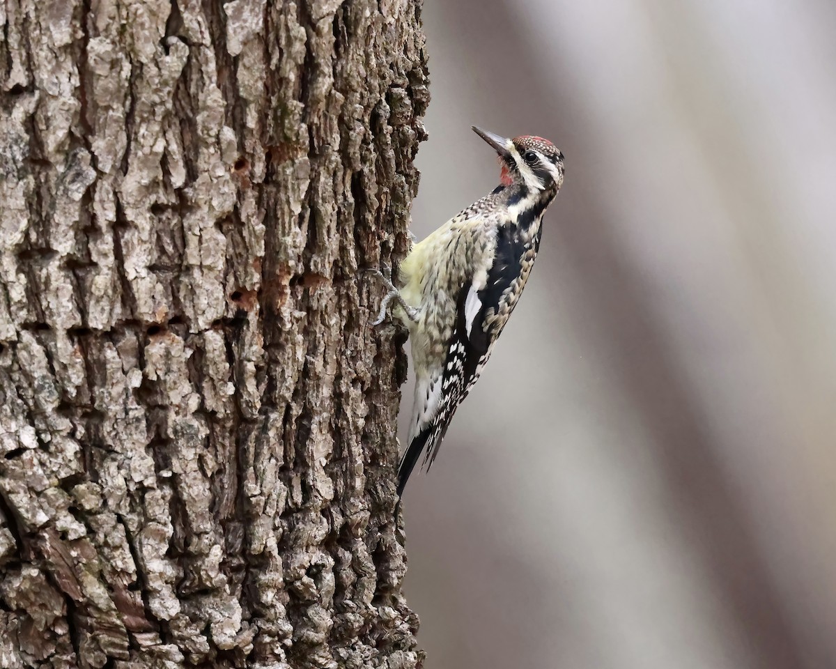 Yellow-bellied Sapsucker - ML612932949