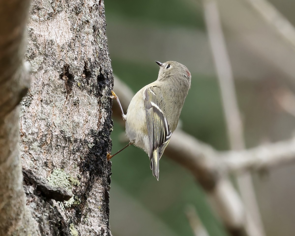 Ruby-crowned Kinglet - ML612932966