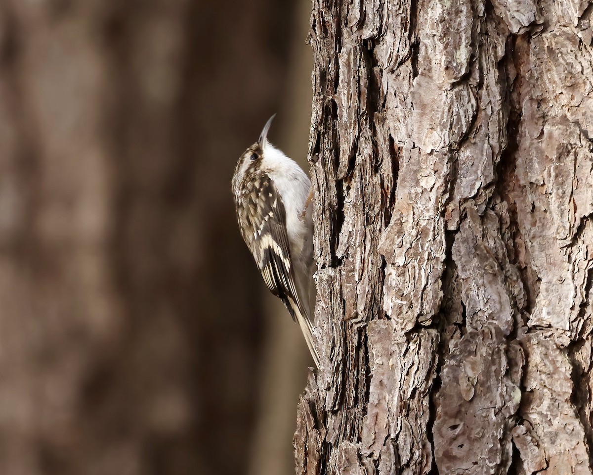 Brown Creeper - ML612932976