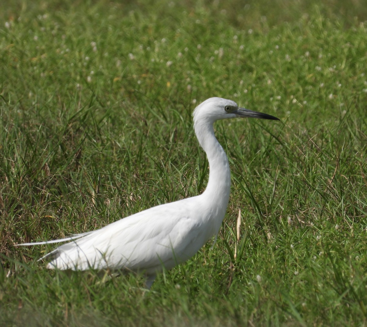 Little Blue Heron - Jen Artuch