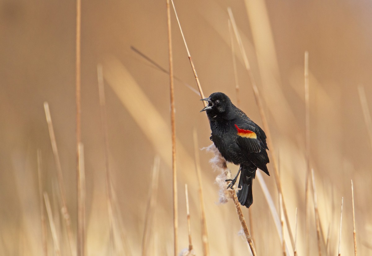 Red-winged Blackbird - ML612933055