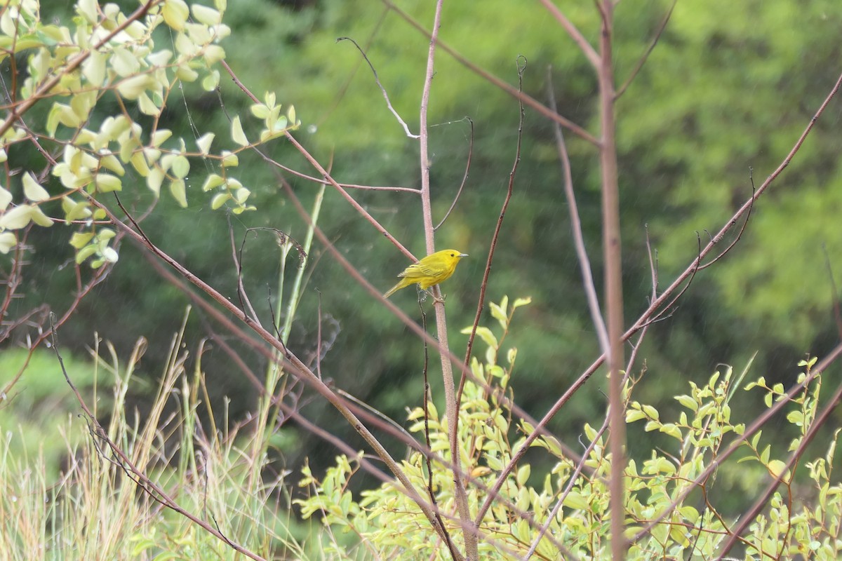 Yellow Warbler - ML612933178