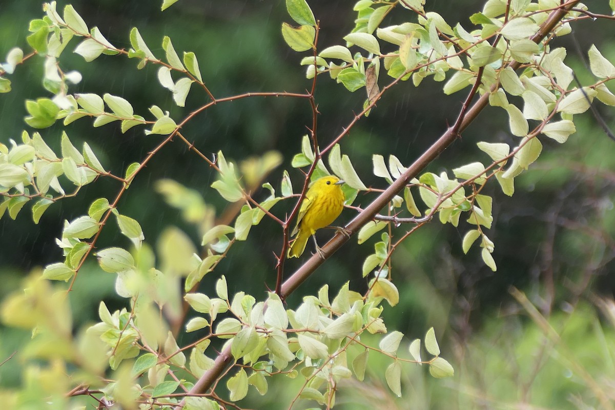 Yellow Warbler (Golden) - ML612933181