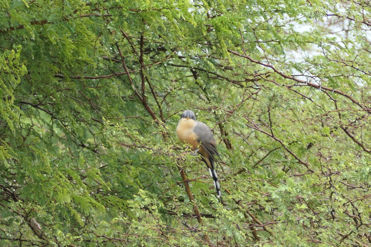 Mangrove Cuckoo - ML612933241