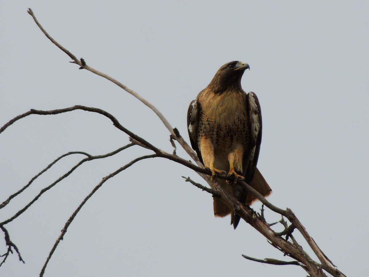 Red-tailed Hawk - ML612933263
