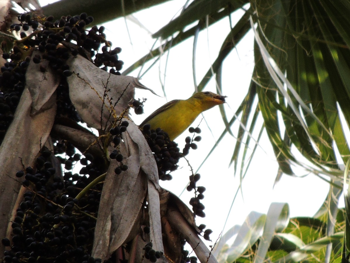 Western Tanager - ML612933291