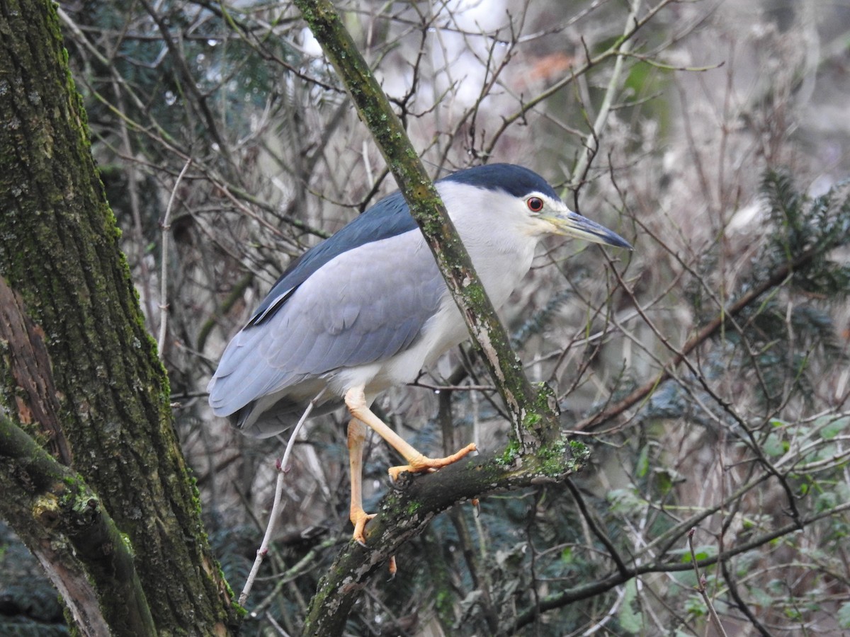 Black-crowned Night Heron - ML612933293