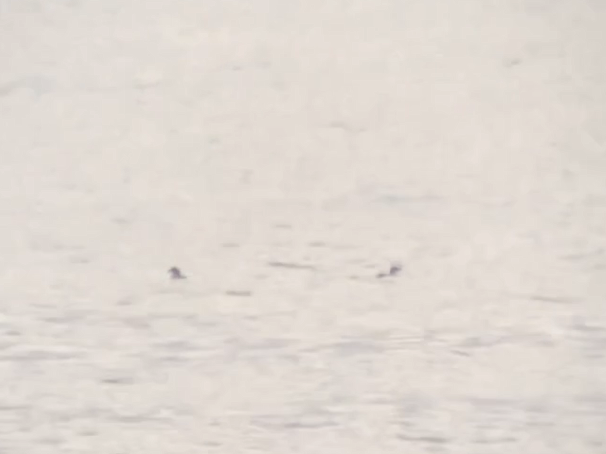 Atlantic Puffin - Juan Pérez