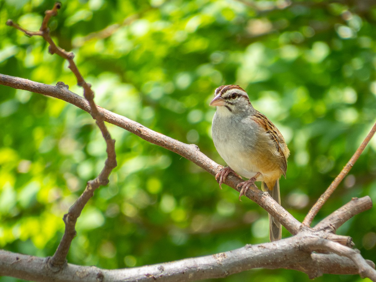 Cinnamon-tailed Sparrow - Aquiles Brinco