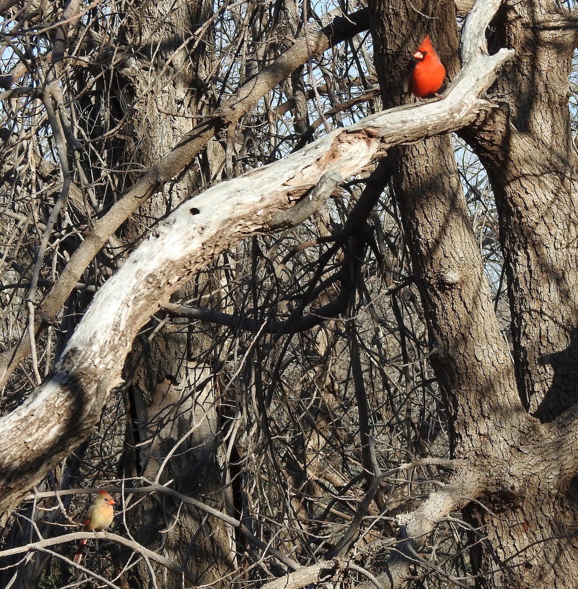 Northern Cardinal - Shirley Stafford