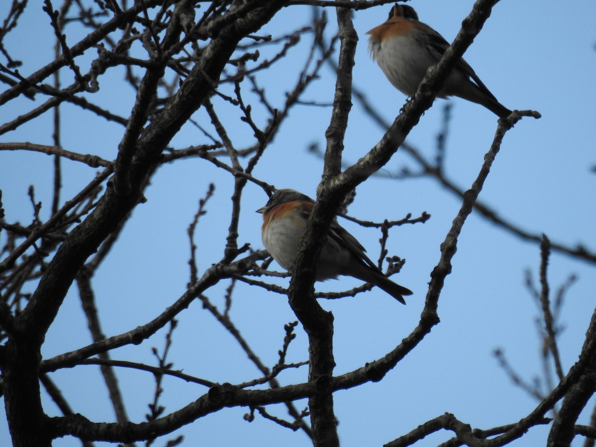 Brambling - ML612933340