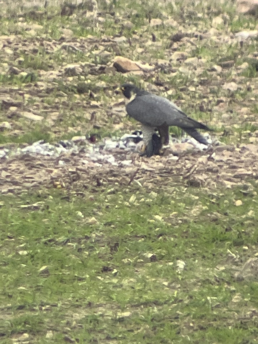 Peregrine Falcon - ML612933361