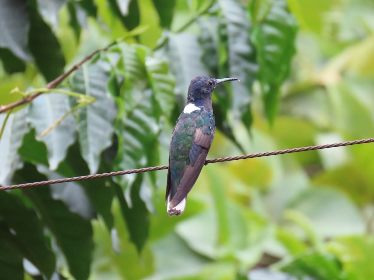 Colibrí Nuquiblanco - ML612933376