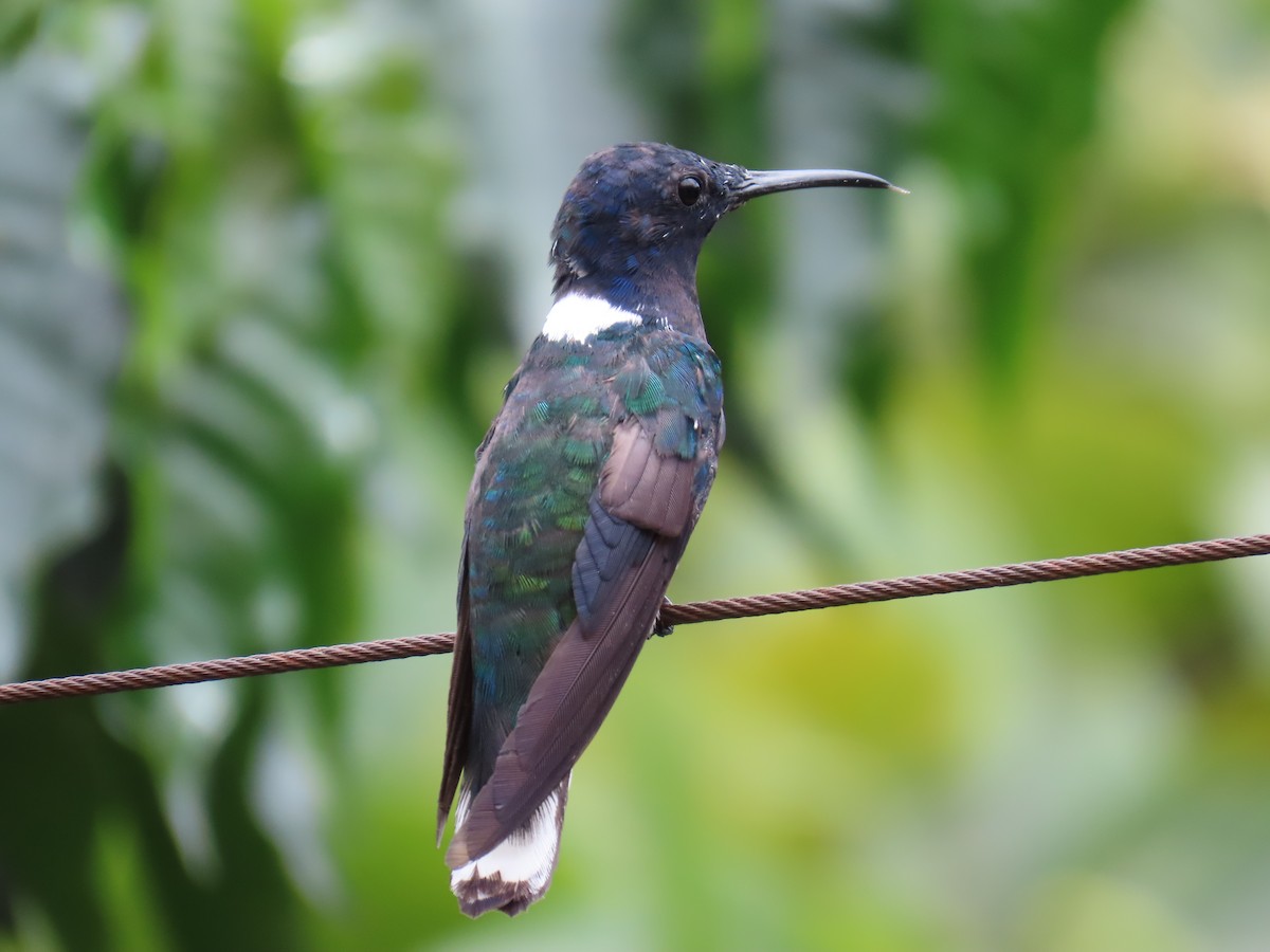 White-necked Jacobin - ML612933377