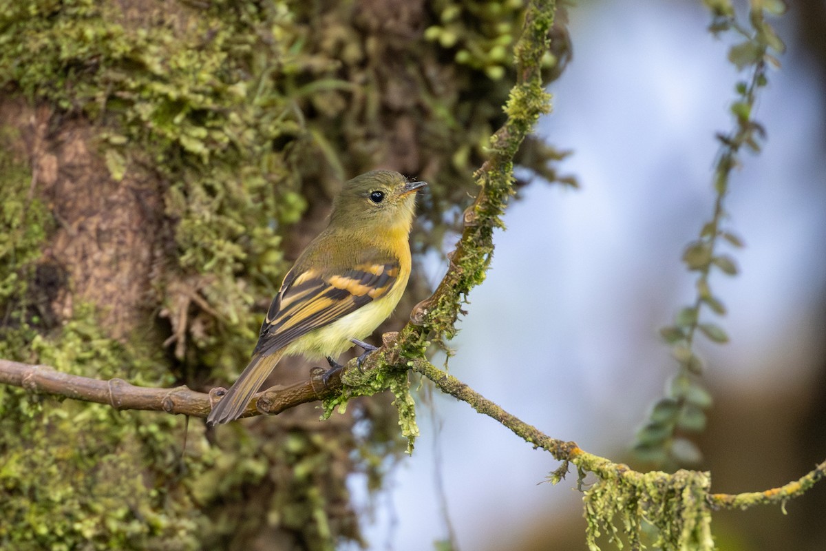 Handsome Flycatcher - ML612933454