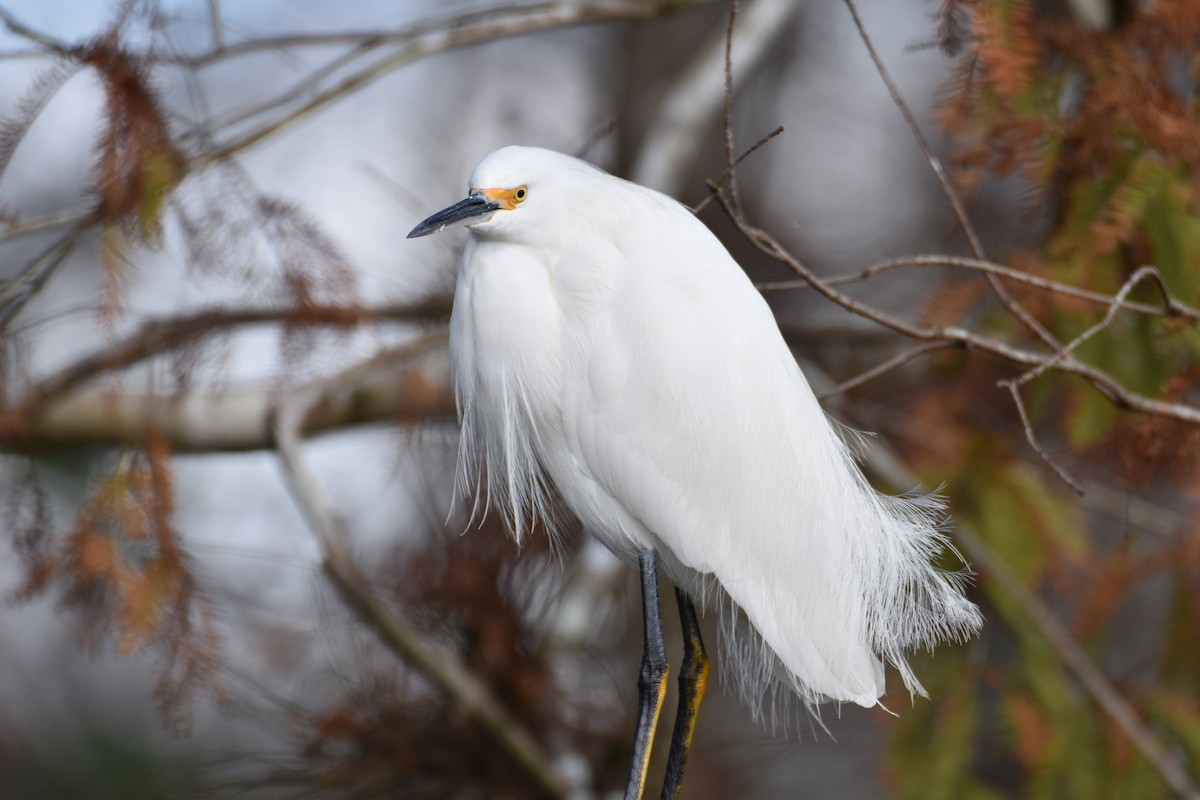 Aigrette neigeuse - ML612933476