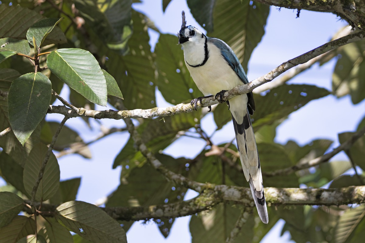White-throated Magpie-Jay - ML612933495
