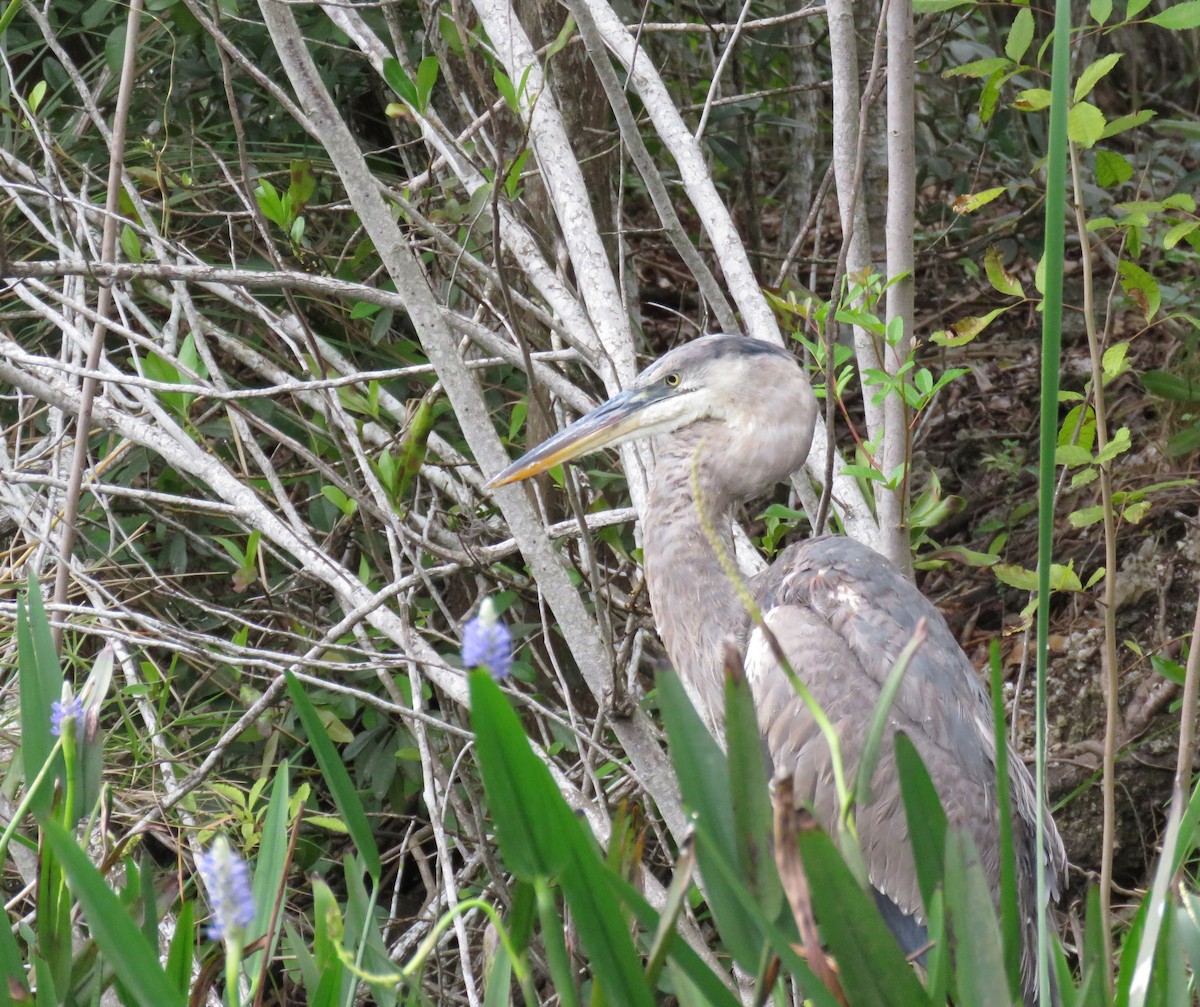 Great Blue Heron - ML612933550